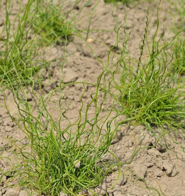 Flatterbinse Spiralis - Juncus effusus