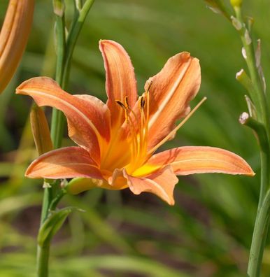 Taglilie Margret Perry - Hemerocallis