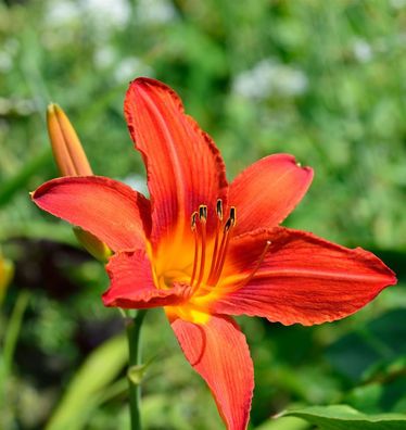 Taglilie Chicago Apache - Hemerocallis cultorum