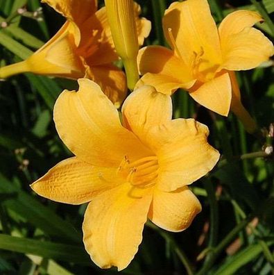 Taglilie Bitsy - Hemerocallis cultorum