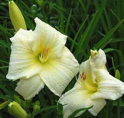 Taglilie Joan Senior - Hemerocallis