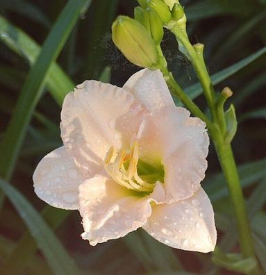 Taglilie Lullaby Baby - Hemerocallis