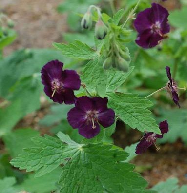 Storchenschnabel Raven - Geranium phaeum