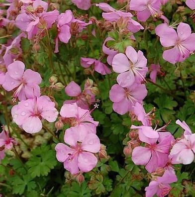 Dalmatiner Storchschnabel Bressingham Pink - Geranium cultorum