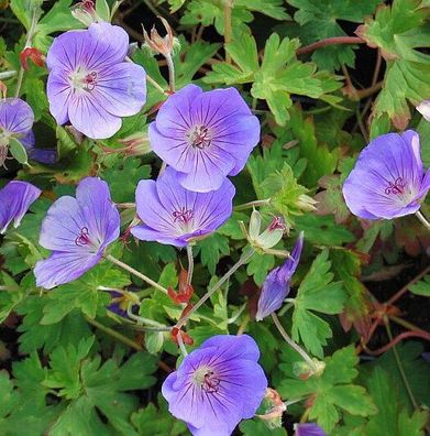 Wiesen Storchschnabel Rozanne - großer Topf - Geranium pratense