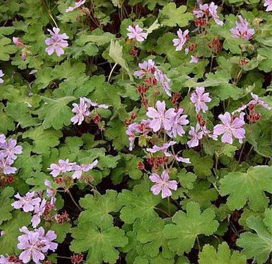 Kaukasus Storchschnabel Teschelda - Geranium renardii