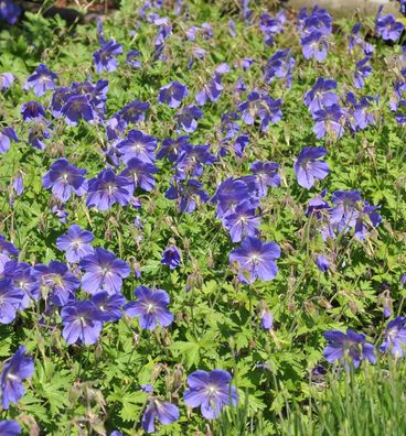 Wiesen Storchschnabel Spinners - Geranium pratense