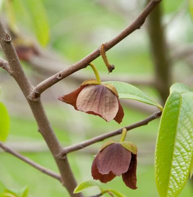 Indianerbanane Prima 1216 80-100cm - Asimina triloba