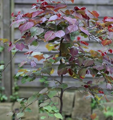 Hochstamm Kanadischer Judasbaum Ruby Falls 100-125cm - Cercis canadensis