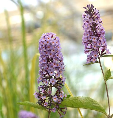 Schmetterlingsflieder Reve de Papillon Lavender 60-80cm - Buddleja