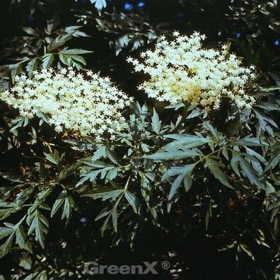 Grünblättriger Schlitz-Holunder Laciniata 60-80cm - Sambucus nigra