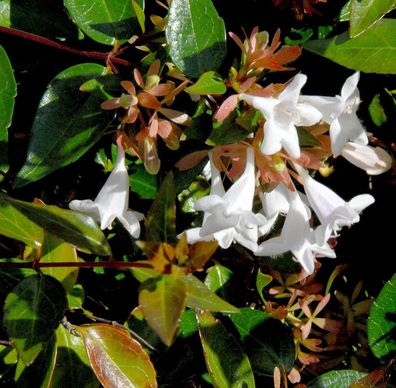 Großblumige Abelie 30-40cm - Abelia grandiflora