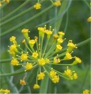 Dill - Anethum graveolens