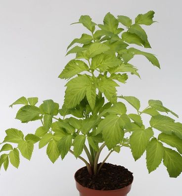 Echter Engelswurz - Angelica archangelica