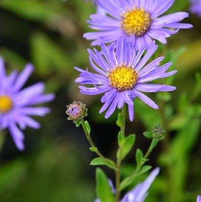 Sommeraster Breslau - Aster alpinus