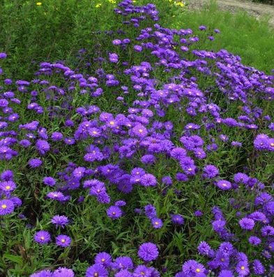 Rauhblattaster Blaukuppel - Aster novi belgii