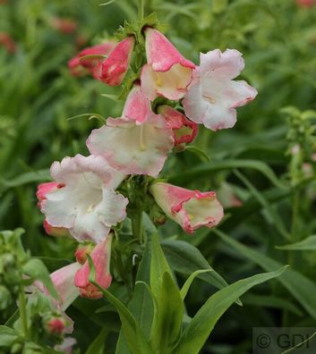 Großblumiger Bartfaden - Penstemon cultorum