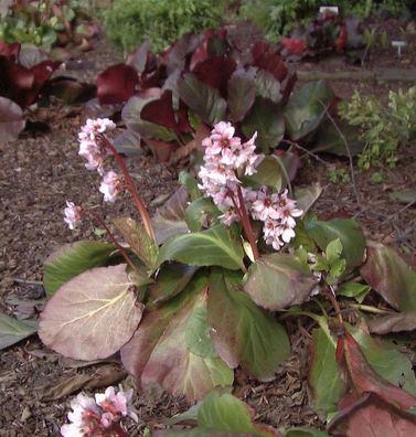 Bergenie Biedermeier - Bergenia cordifolia