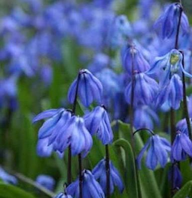 Sibirischer Blaustern - Scilla siberica