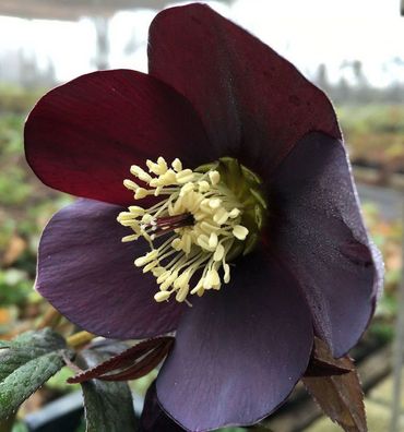 Christrose Lenzrose Ballard - Helleborus orientalis