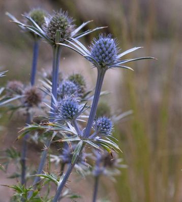 Spanischer Mannstreu - Eryngium bourgatii