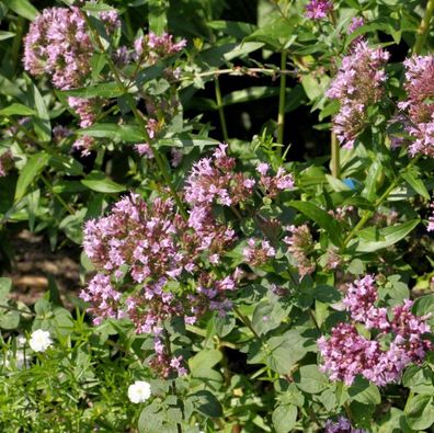 Oregano Aromaticum - Origanum laevigatum