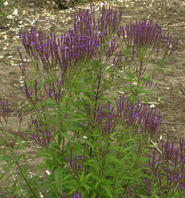 Eisenkraut Blue Spires - Verbena hastata