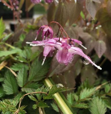 Elfenblume Purple Pixie - Epimedium grandiflorum