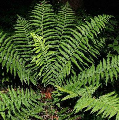 Echter Wurmfarn - großer Topf - Dryopteris filix mas