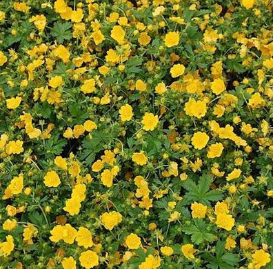 Zottiges Fingerkraut Goldrausch - Potentilla crantzii