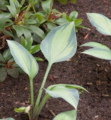 Funkie Captain Kirk - Hosta cultorum