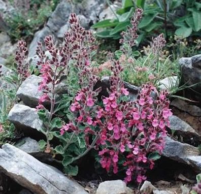 Kaukasus Gamander - Teucrium hyranicum