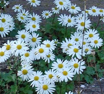 Grönland Margerite - Dendranthema arcticum