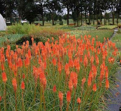 Fackellilie Alcazar - Kniphofia uvaria