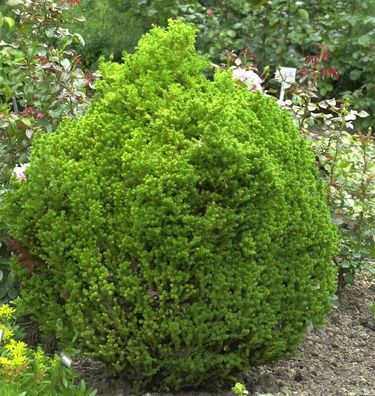 Zwerg Kugelsicheltanne 15-20cm - Cryptomeria japonica