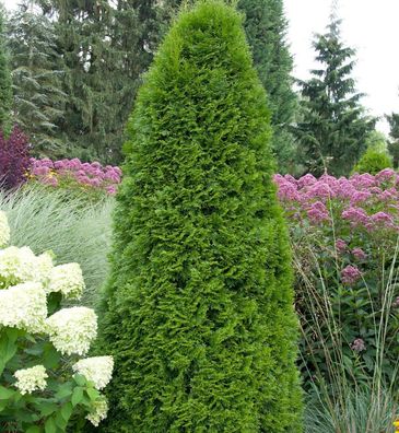 Smaragd Lebensbaum 60-80cm - Thuja occidentalis