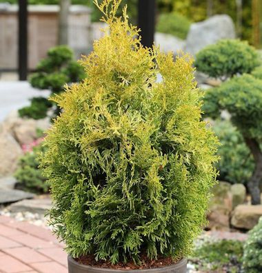Lebensbaum Golden Smaragd 60-80cm Thuja occidentalis