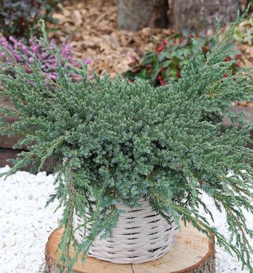 Blauer Teppichwacholder 30-40cm - Juniperus squamata
