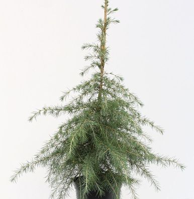 Himalaya Zeder 80-100cm - Cedrus deodara