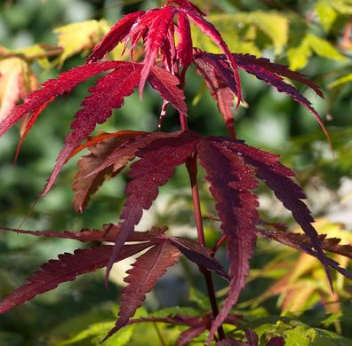 Roter Schlitzahorn Ornatum 30-40cm - Acer palmatum