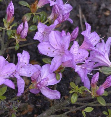 Japanische Azalee Geisha Lila 25-30cm - Rhododendron obtusum