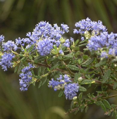 Säckelblume Puget Blue 40-60cm - Ceanothus impressus