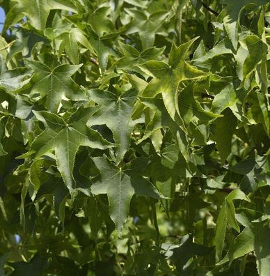 Kugel Amberbaum Gumball 50-60cm - Liquidambar styraciflua