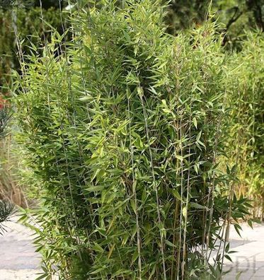 Gartenbambus Obelisk® 125-150cm - Fargesia nitida