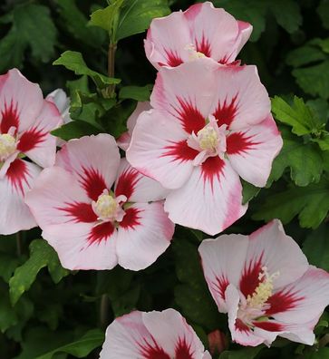 Hochstamm Rosen Eibisch Hamabo 40-60cm - Hibiscus