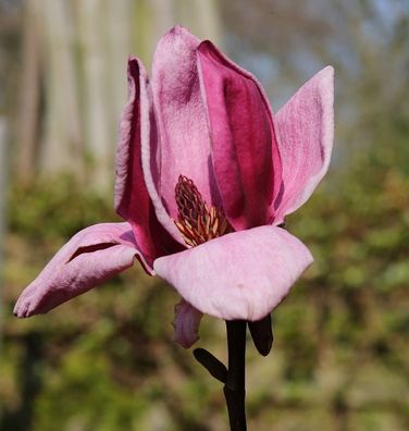 Magnolie Genie 80-100cm - Magnolia