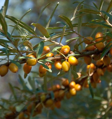 Sanddorn männlich 40-60cm - Hippophae rhamnoides