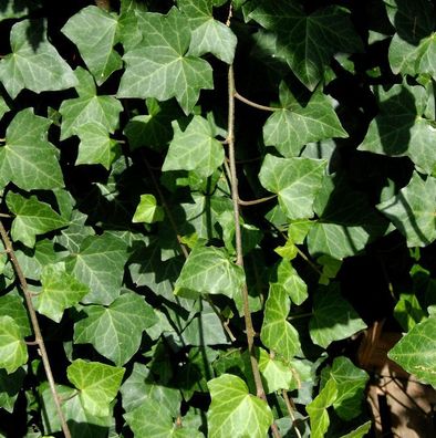 Großblättriger irischer Efeu 40-60cm - Hedera helix hibernica