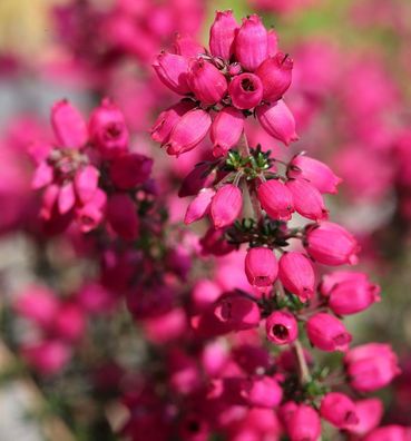 10x Grauheide Rote Rosita - Erica cinerea