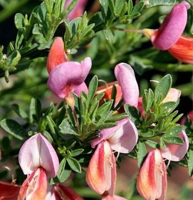 Hochstamm Edelginster Frisia 60-80cm - Cytisus scoparius